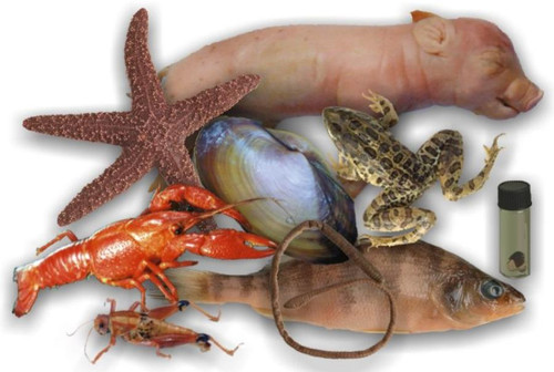 Animal Set w/Pig, 9 Specimens | Biology Dissection