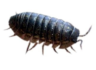 pill or sow bugs pack of 12