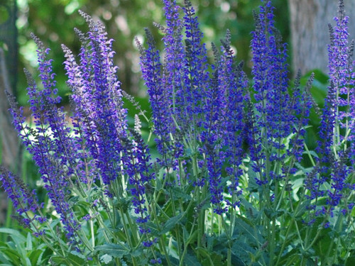 Salvia, 'May Night' Salvia, 'May Night'