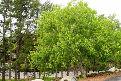 Image Courtesy Bailey Nurseries, Inc. Image Courtesy Bailey Nurseries, Inc.