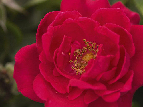 Image Courtesy Bailey Nurseries, Inc. Image Courtesy Bailey Nurseries, Inc.