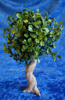 Olive Tree - Hestia Companions Nativity Tree Olive Tree - Hestia Companions Nativity Tree