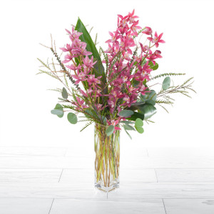 Orchid Splash