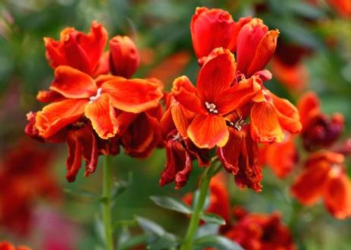 Wallflower's delightful fragrance and beauty makes wallflower a great addition to any flower arrangement.