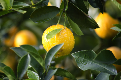 Mouth-wateringly juicy, a freshly squeezed lemon without the harshness.