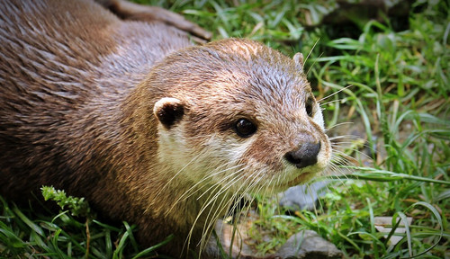 A fishy aroma of dung, wildlife and riverbeds.