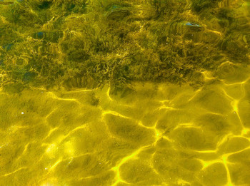 Lower half is beach area after using a LakeMat Pro. Lower half is beach area after using a LakeMat Pro.