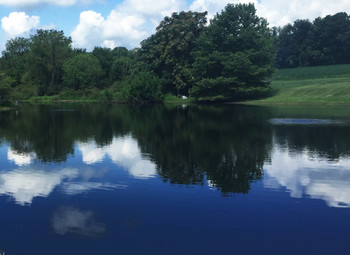 Midnight Blue Dyed Pond Midnight Blue Dyed Pond