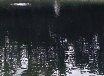 Reflective Black Dyed Pond Water Reflective Black Dyed Pond Water