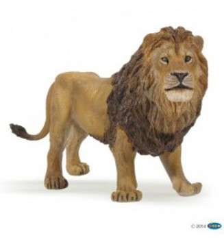 lion male lion male