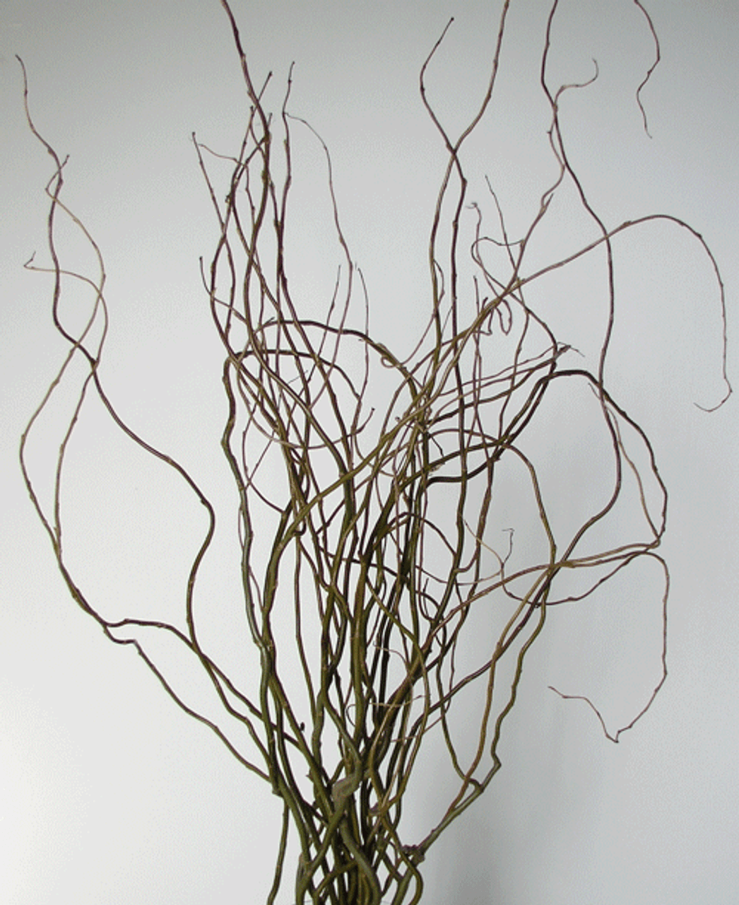 Curly Willow Albuquerque Florist