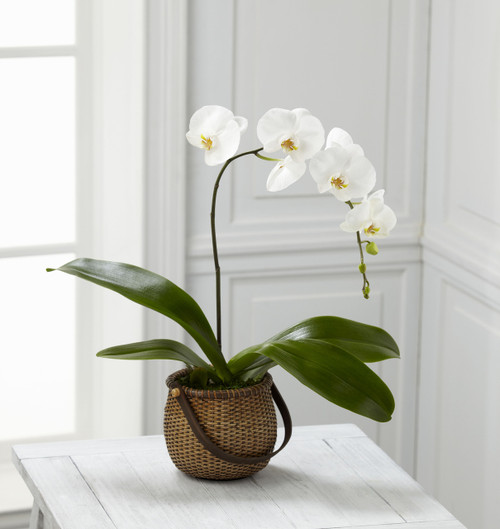 White Phalaenopsis Orchid White Phalaenopsis Orchid
