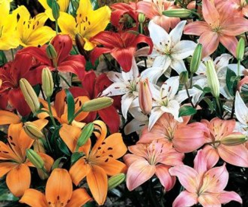 Asiatic Lilies Asiatic Lilies