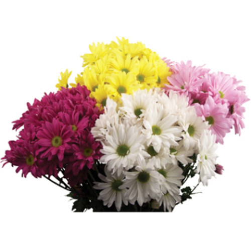 Daisies Daisies