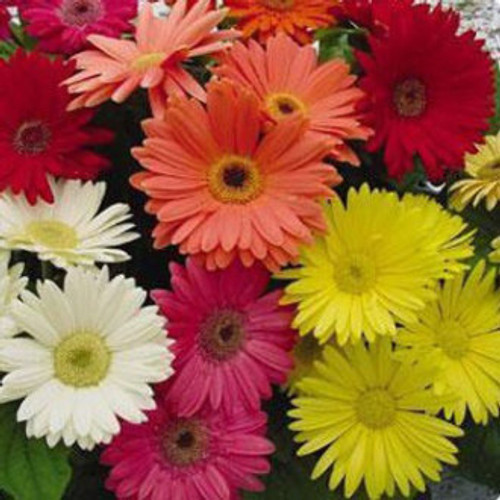 Gerbera Daisies Gerbera Daisies