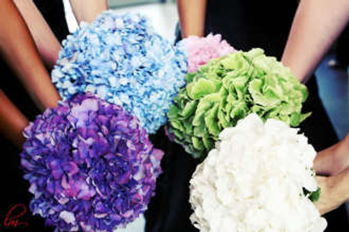 Hydrangea Hydrangea