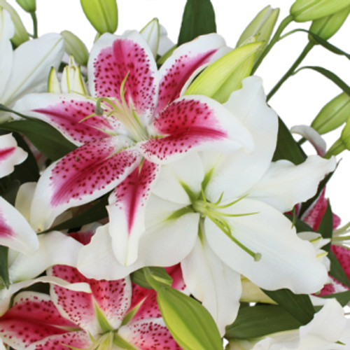 Oriental Lily Oriental Lily