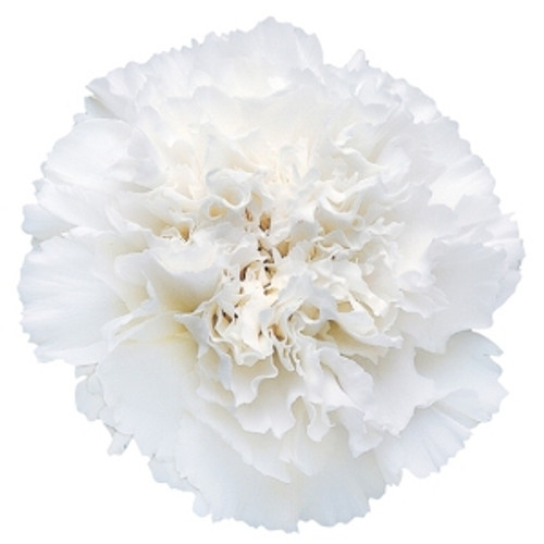 Carnation Carnation