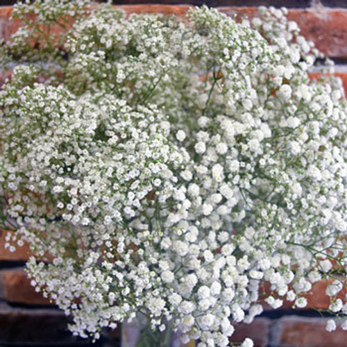 Gypsophilia (Baby's Breath) Gypsophilia (Baby's Breath)