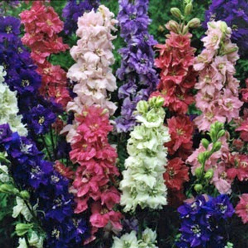 Larkspur Larkspur