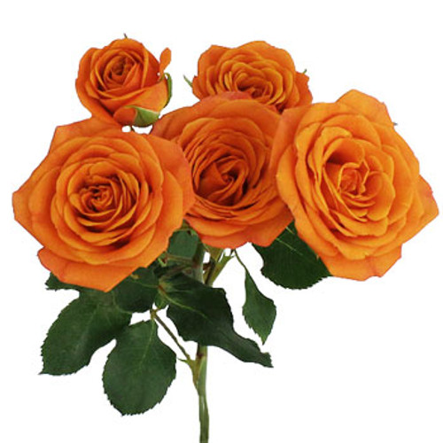 Spray Roses Spray Roses