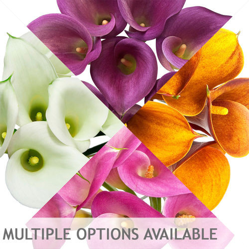 Mini Calla Lilies Mini Calla Lilies