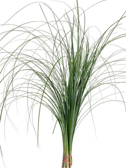 Bear Grass Bear Grass