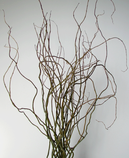 Curly Willow Curly Willow