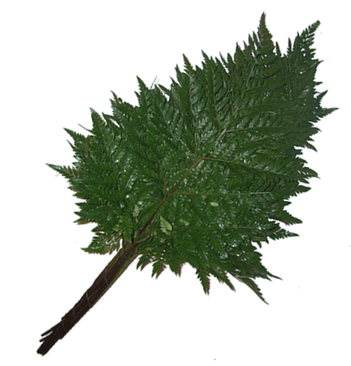 Leather Leaf Leather Leaf