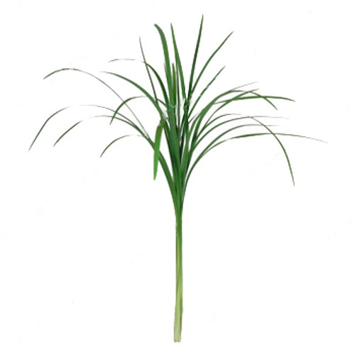 Lily Grass Lily Grass