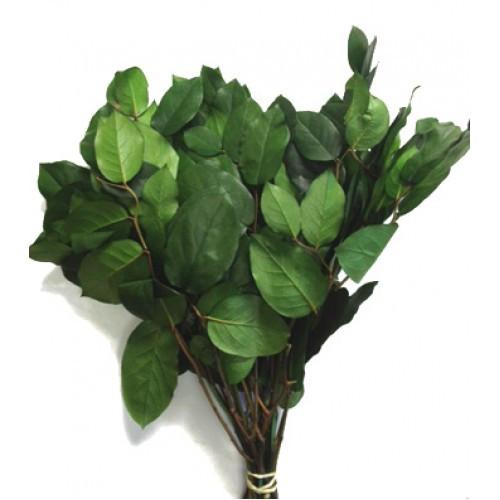 Salal Lemon Leaf Salal Lemon Leaf