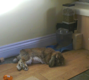 billy-rabbit-2.jpg billy-rabbit-2.jpg