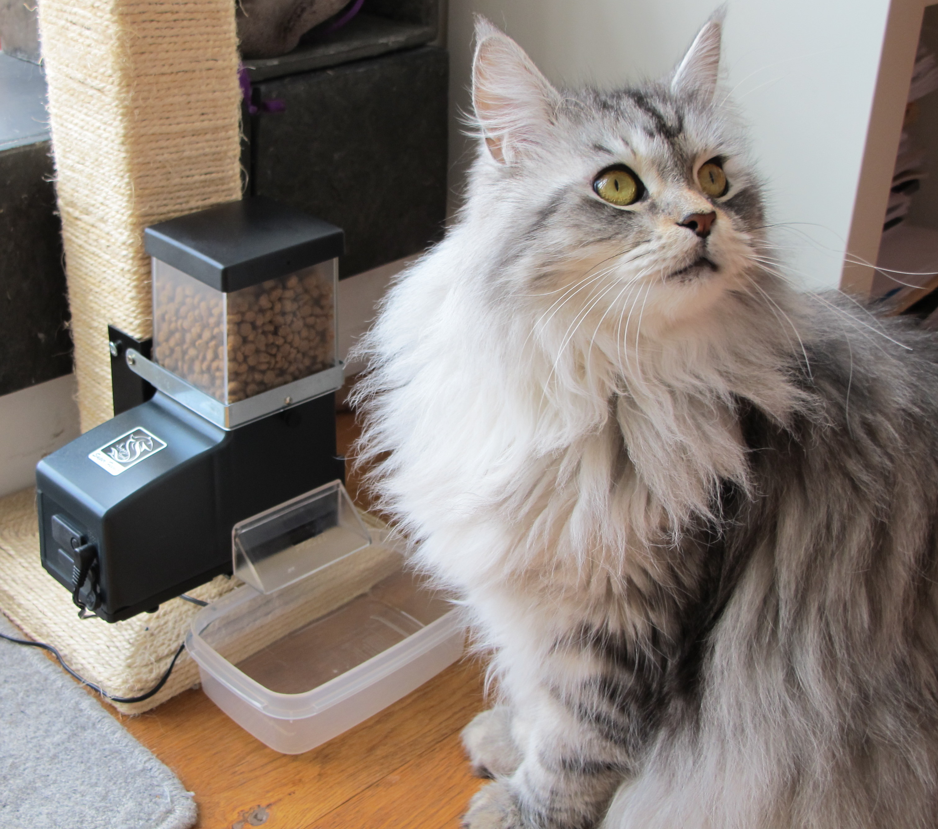 cat-and-csf-3-on-play-stand.jpg cat-and-csf-3-on-play-stand.jpg