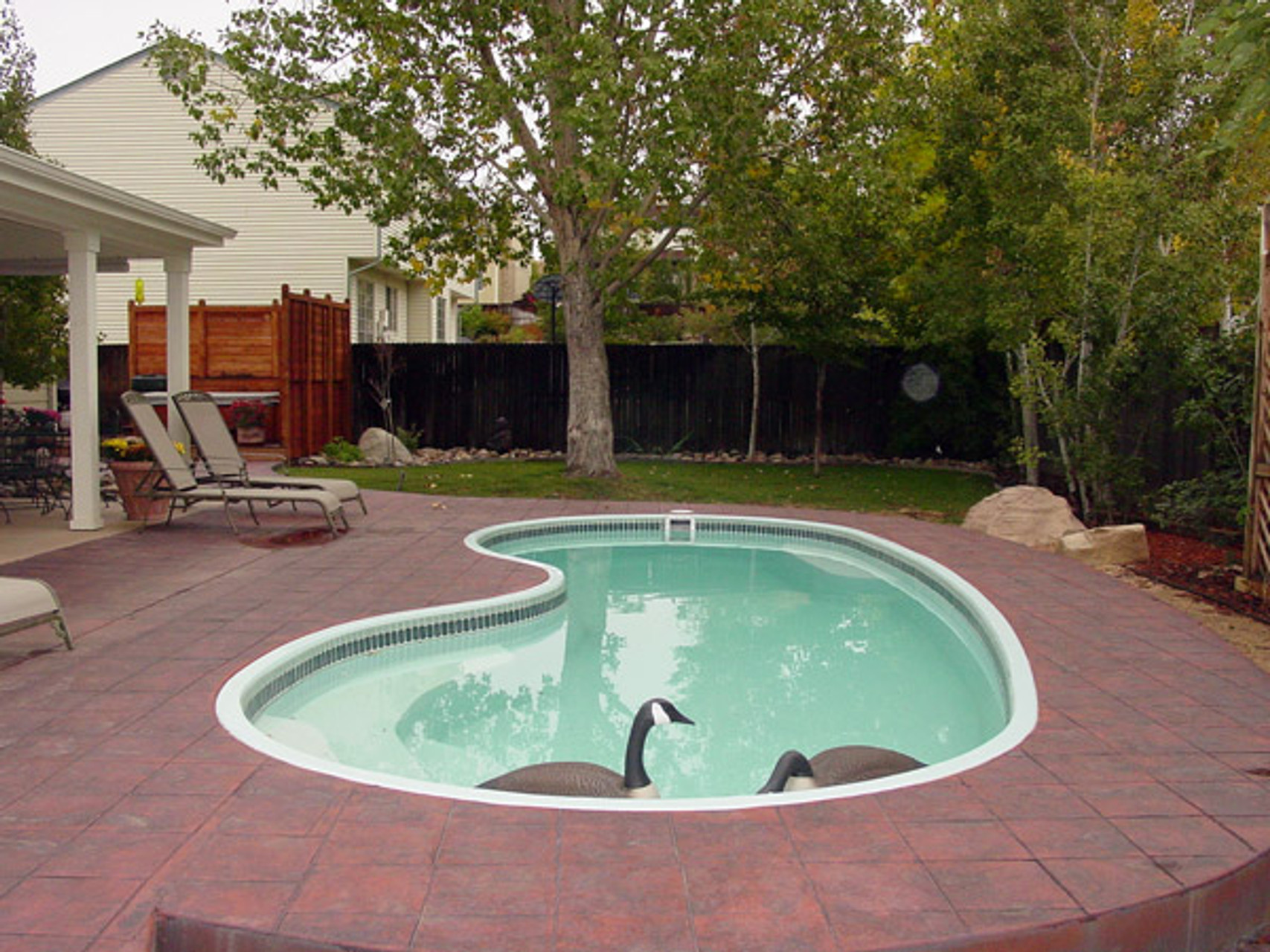 How to Get Rid of Geese in Backyard Pools Bird B Gone, Inc.