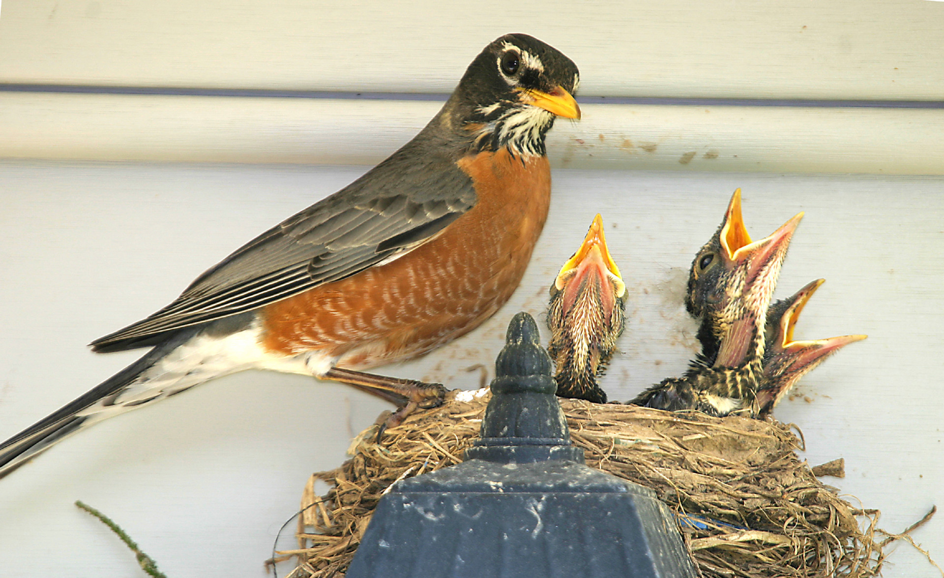 How to Keep Pest Birds from Building Nests on Your Property Bird B