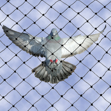 Bird B Gone Bird Netting permanently excludes pest birds Bird B Gone Bird Netting permanently excludes pest birds
