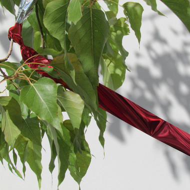 Visual Bird Deterrent Flash Tape in Tree Visual Bird Deterrent Flash Tape in Tree