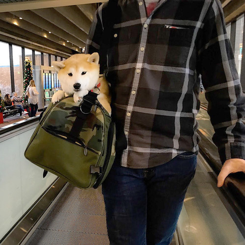 Airline carrier for Toyko, a world traveling 17 lbs. Shiba Inu girl Airline carrier for Toyko, a world traveling 17 lbs. Shiba Inu girl