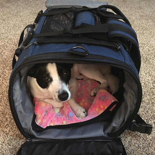 Airline Carrier for Sundae, a 14-15 lbs Rat Terrier Mix Agility Dog Airline Carrier for Sundae, a 14-15 lbs Rat Terrier Mix Agility Dog