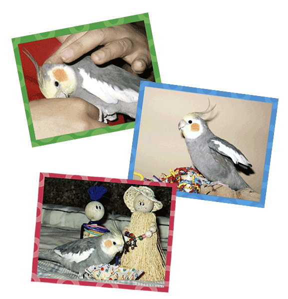 molly's bird toys