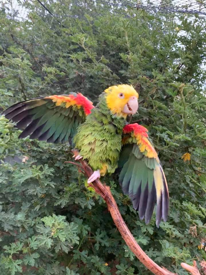 Pablo, the Happiest Parrot