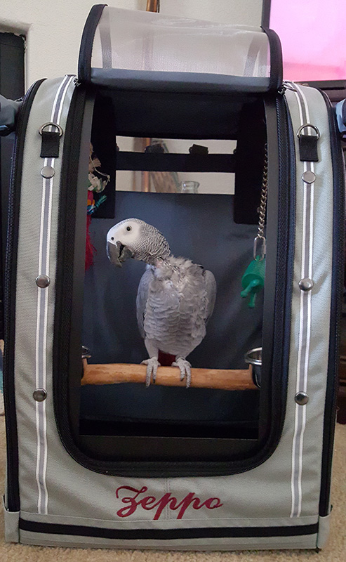 Congo African grey Zeppo, a plucker, looking good inside Celltei Carrier