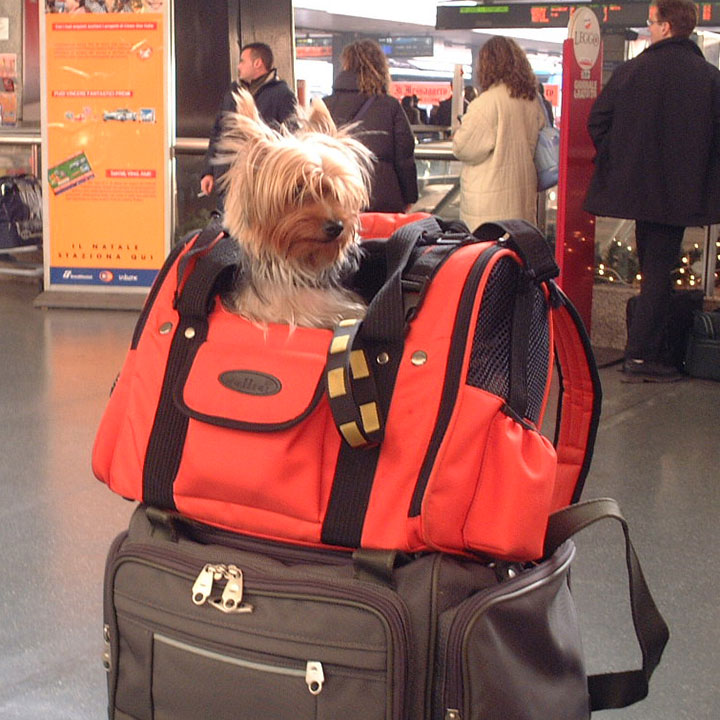 Dog travel by airplane; checking in for an international flight