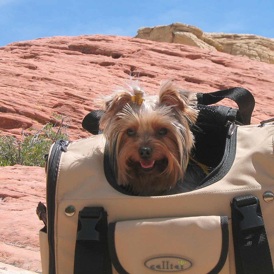 Backing a Yorkie for a hike using Celltei Pet Carrier