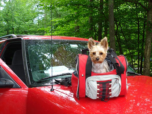 Taking a small Yorkie Camping with Celltei Backpack-o-pet