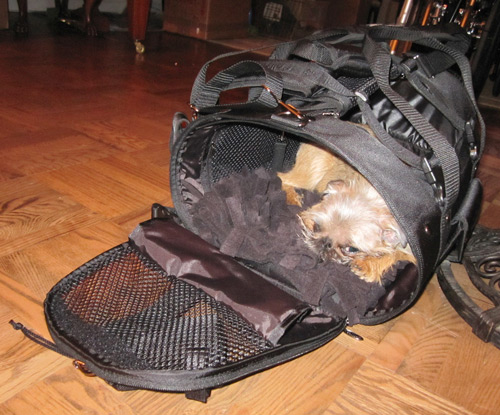 A Griffon hiding inside his Celltei Dog Backpack