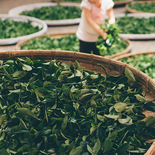 Buy Herbs Online Australia Buy Herbs Online Herbal Connection