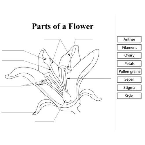 Parts of a Flower - AgClassroomStore at USU