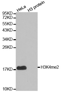 13-0013 Western Blot