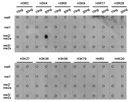 13-0013 Dot Blot